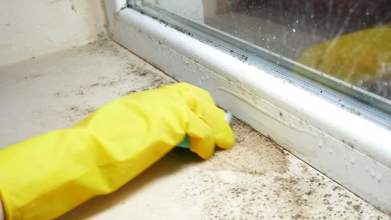 Why You Should Choose Our Mold Remediation Services in Enterprise, UT